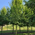 Carpinus betulus 'Frans Fontaine'   (Fastigiata) - september 2024