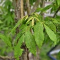 Acer Triflorum - Afbeelding Acer Triflorum
