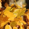 Fagus sylvatica  impressie herfstkleuren
