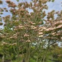 Cornus kousa 'Stellar Pink' - Foto 6