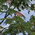 Albizia julibrissin - 4