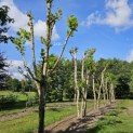 Platanus x Hispanica - 4