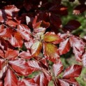 Fagus sylvatica 'Atropunicea' - impressie kleurnuances rode of bruine beuk voorjaarsrood