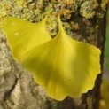 #1428 Ginkgo biloba Japanischer Walnussbaum  Tempelbaum