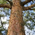 Pinus sylvestris - 3
