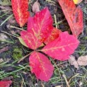 Acer griseum x nikoense - Foto 3