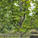 Acer platanoides 'Princeton Gold' - Foto 2