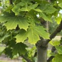 Acer platanoides 'Princeton Gold' - Foto 3