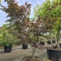 Acer palmatum 'Bloodgood' - Foto 2