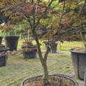 Acer palmatum 'Bloodgood' - Foto 3