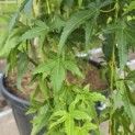 Acer palmatum 'Ryusen' - 8