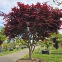 Acer palmatum 'Bloodgood' - Foto 2