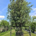 Quercus ilex - 1