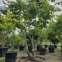 Parrotia persica - 2