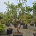 Acer griseum - 1