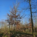 Fagus sylvatica 'Atropunicea' - Foto 1