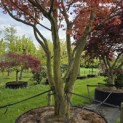 Acer palmatum 'Atropurpureum' - 2