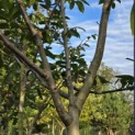 Juglans regia 'Cyril' - Foto 5