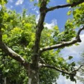 Platanus hispanica - 1
