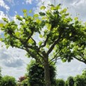 Platanus hispanica - 2
