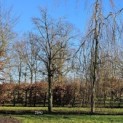Fagus sylvatica - 1