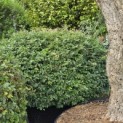 Fagus sylvatica - juni 2026