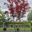 Acer palmatum 'Skeeter's Broom' - 2