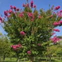Lagerstroemia indica 'Rosea' - 2