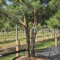 Pinus sylvestris - 1