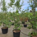 Quercus rubra - 3