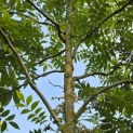 Carya illinoinensis - 9