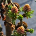 Larix kaempferi 'Diana' - 2