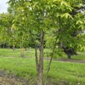 Acer Triflorum - Foto 1