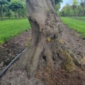Carpinus betulus - Afbeelding 1
