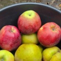 Malus domestica 'Gloster' - Foto 2
