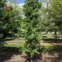 Ginkgo biloba Obelisk - 2