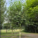 Betula utilis 'Jacquemontii' (Doorenbos) - 1
