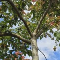 Parrotia persica - Foto 1