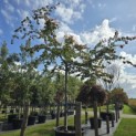 Parrotia persica - Foto 2