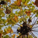Platanus x hispanica - 4