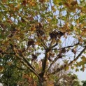 Platanus x hispanica - 1