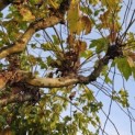 Platanus x hispanica - 2