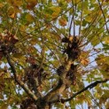Platanus x hispanica - 3