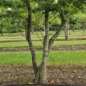 Carpinus Betulus - Foto 1