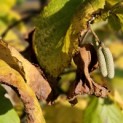 Corylus Avellana 'Aurea' - 2