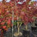 Liquidambar styraciflua - 3