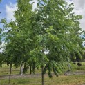 Juglans nigra - Foto 5