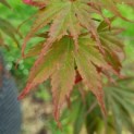 Acer palmatum Masu-kagami - Afbeelding 1