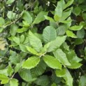 Quercus ilex - 3