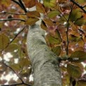 Fagus sylvatica 'Atropunicea' - Foto 2
